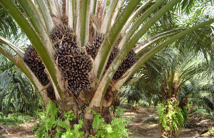 Oil Palm